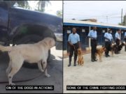 New crime-fighting dogs are in town