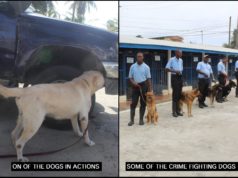 New crime-fighting dogs are in town