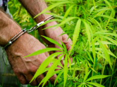 Friends caught with ganja: one imprisoned, other remanded