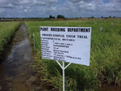 GRDB aiming to release new seed variety by 2022