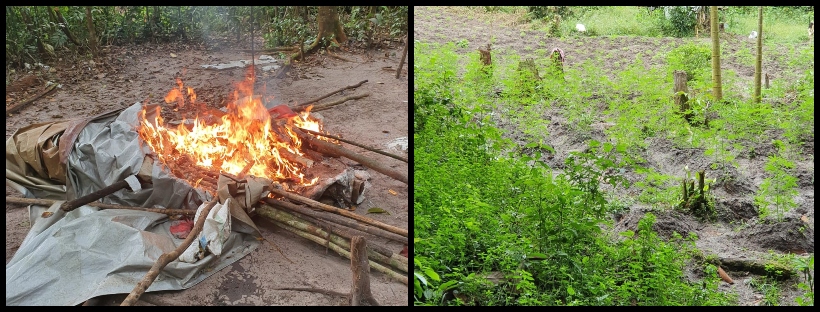 Police destroy acre and half ganja farm at Ituni