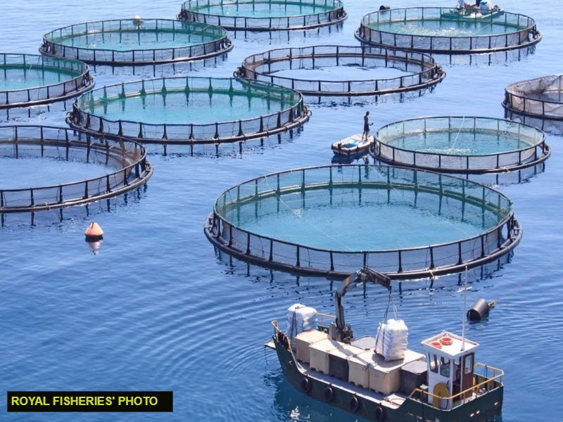 Trial for marine cages expected by the end of September – Min. Mustapha ...