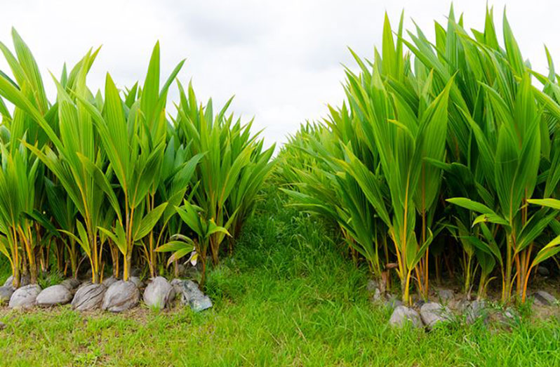 coconut plants