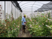 Govt.’s ‘Cut Rose’ Project yields $4M in revenues at half-year