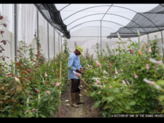 Govt.’s ‘Cut Rose’ Project yields $4M in revenues at half-year