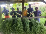 Prison Service looking to expand farming at Lusignan Prison – Director
