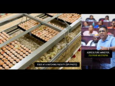 $50M budgeted to begin ‘breeder programme’ to produce hatching eggs – Min. Mustapha