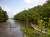Guyana records 324-hectare increase in mangrove coverage