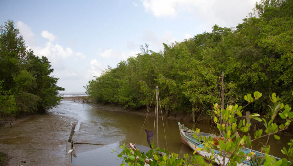 mangroves-l