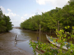 Over $500M invested to restore, develop Guyana’s mangrove ecosystem