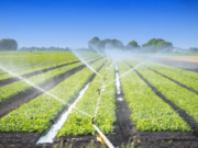 NAREI collaborates with USAID on climate-smart agriculture