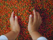 Crabwood Creek farmers to benefit from shade house project aimed at boosting pepper cultivation