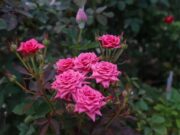 President’s Cut Rose project blooms, satisfying over 54% of local market