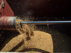 Region Five farmers thrive as govt.-led initiatives boost rice cultivation