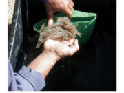 Agri. Minister boasts massive increase in brackish water shrimp