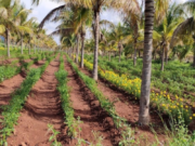 Committee of Supply approves $250M for MMA to open up more lands for crop and livestock farming