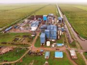 Govt. set to grind 2500 hectares of cane from Rose Hall estate this month