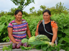 Agri. Ministry creates new division to focus on Hinterland productivity