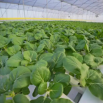 A section of pak choi that is being grown at the hydroponic farm