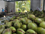 Guyana accelerating coconut production as global demand skyrockets