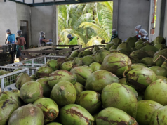 Guyana accelerating coconut production as global demand skyrockets