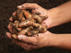 Region 1 to be Guyana’s spice capital