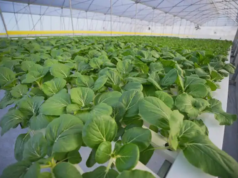 50 new crops being grown at country’s largest hydroponics project – Agri. Minister