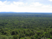 GFC maintained impressively low level of deforestation in 2021-Report