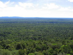 GFC maintained impressively low level of deforestation in 2021-Report