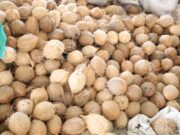 Agri. Ministry launches initiative to boost coffee, coconut production in Pomeroon