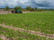 Farmlands Guyana Inc. spearheads regional food security drive with major corn and soybean project