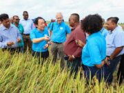 Guyana using Technology to boost rice production