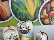 Guyana, IICA unveil new biofortified rice