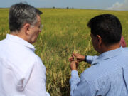 PPP/C to give rice farmers ownership of 20,000 acres of land in second term