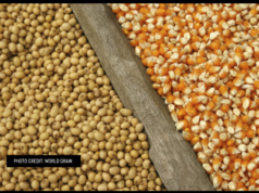 Guyana could save almost US$60 million with corn, soya cultivation-Min. Mustapha