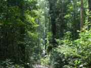 New economic incentives needed for forest preservation in tropical regions-Min. Bharrat tells UN forum