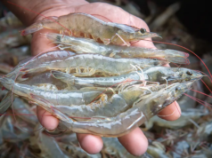 Onverwagt prawns project to yield $144M annually