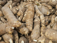 Guyana produced over 20 million lbs of cassava this year; eyes Brazilian market for farine exports