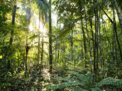 Global body gives Guyana, wider region blueprint for disaster-resilient agriculture