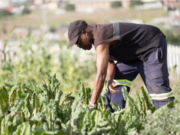 IICA creates special fund to help CARICOM countries reduce food import bill 25 % by 2025