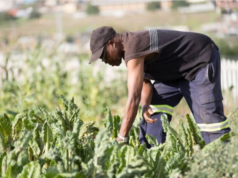 IICA creates special fund to help CARICOM countries reduce food import bill 25 % by 2025