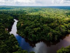 Guyana’s 2023 timber production exceeds 446,000 cubic meters