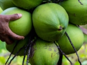 Guyana to import 50,000 more high-yielding coconuts from Costa Rica
