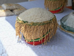 GRDB launches new high-yielding rice variety