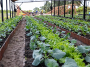 Guyana’s $100M soil testing lab will deliver results to farmers in two to three days-Minister Mustapha