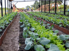 Guyana’s $100M soil testing lab will deliver results to farmers in two to three days-Minister Mustapha