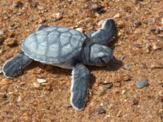 Sea turtle nesting grounds are eroding on Guyana’s coast