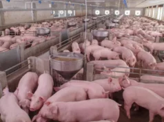 Govt. announces swine production programme for Karasabai