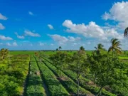 300 acres of land cleared in Dartmouth for crop cultivation