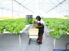 Over 600 shade houses constructed in four years-Min. Mustapha